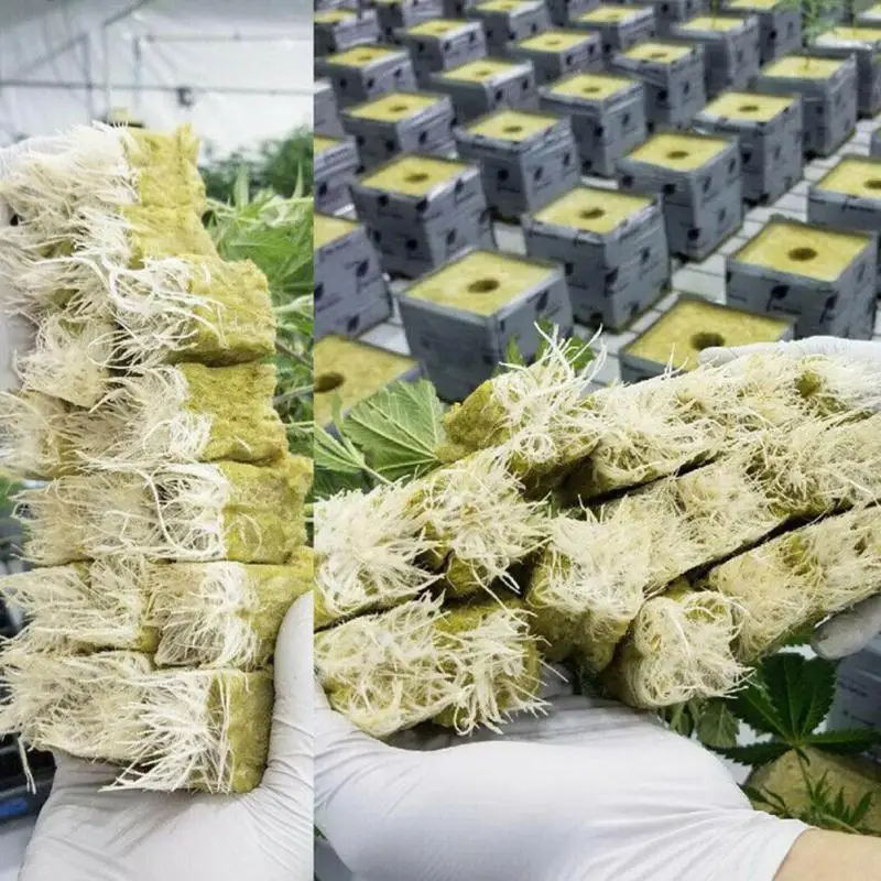 50PCS Growing Sponge Planting Grow Starter Cubes Root Growing Spread Cloning Cubes Hydroponic Indoor Garden Planting