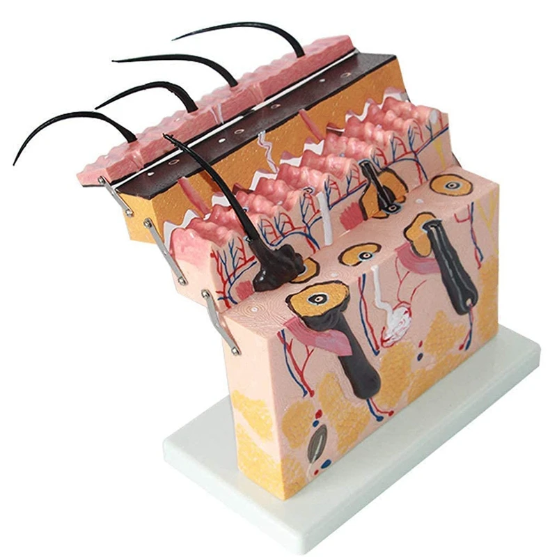 

Skin Model Human Anatomical Skin Magnified Tissue Structure Model For Biology Invasive Cosmetic Surgery Teaching Models
