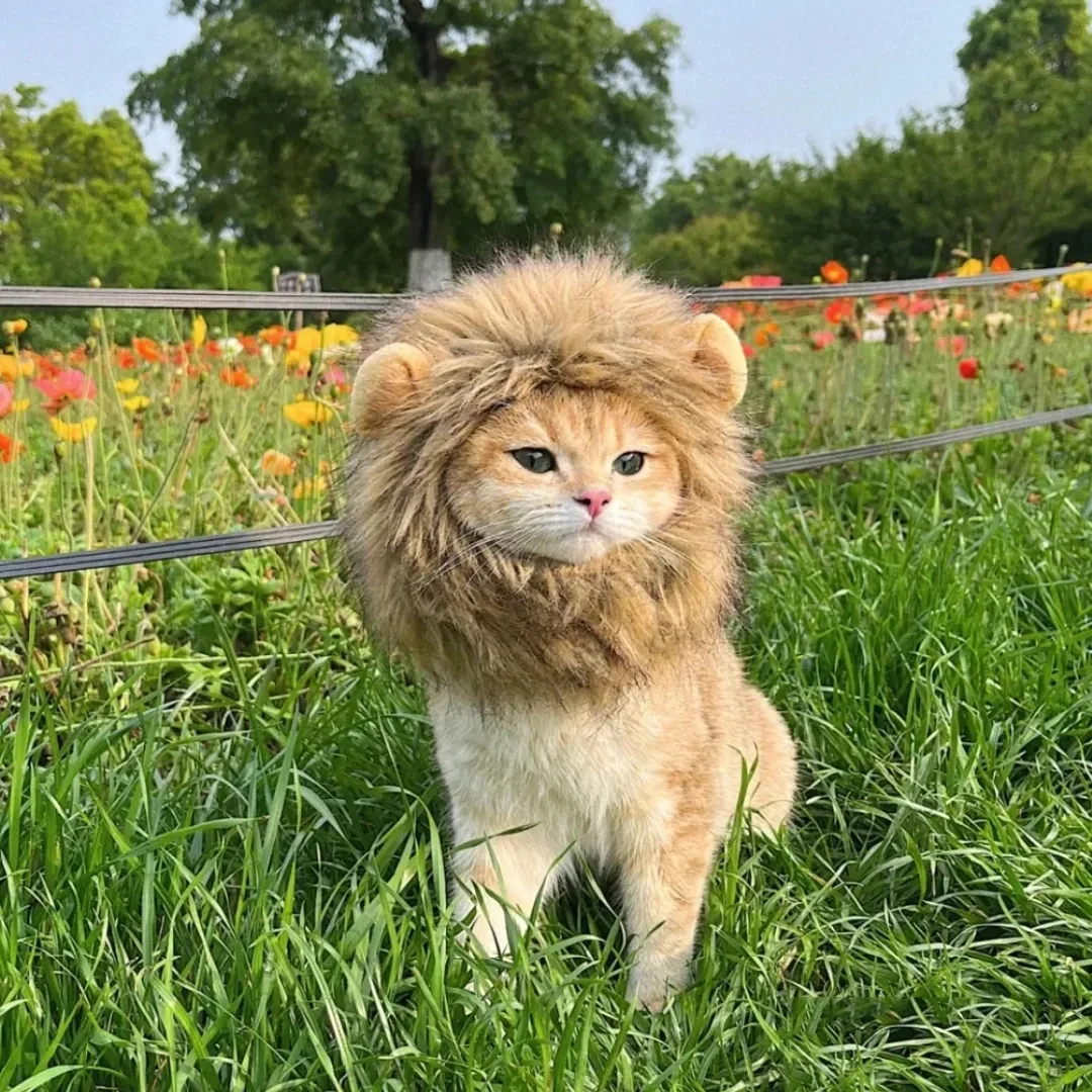 Cute Lion Mane Cat Wig Hat Funny Pets Clothes Cap Fancy Party Dogs Cosplay Costume Kitten Puppy Hat with Ears Accessories Cats