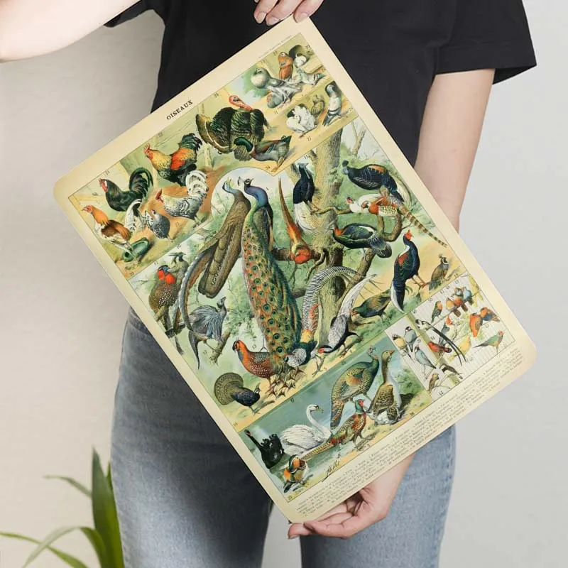 Птицы Адльфе Мильот жестяная вывеска Чертежи Плакат Человек Пещера