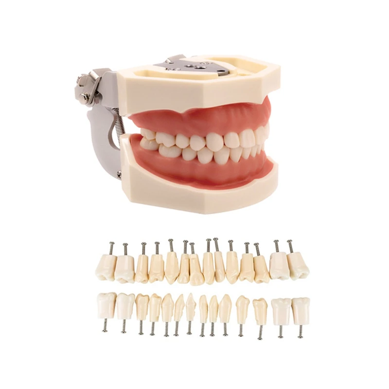 

Model Teeth Model Gum Teaching Model Standard Typodont Model Demonstration with 32Pcs Removable Tooth