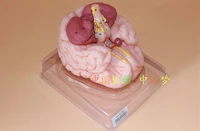 brain hemisphere anatomical model pituitary brain decomposition model brain nerve medical teaching free shipping