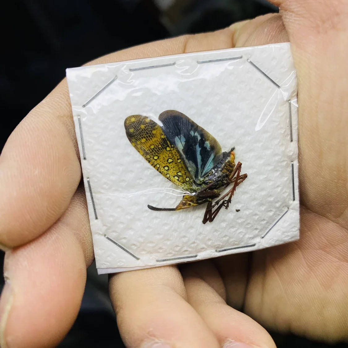 1 шт. настоящие образцы цикады Tosena Splendida Beetle украшения с насекомыми декоративные