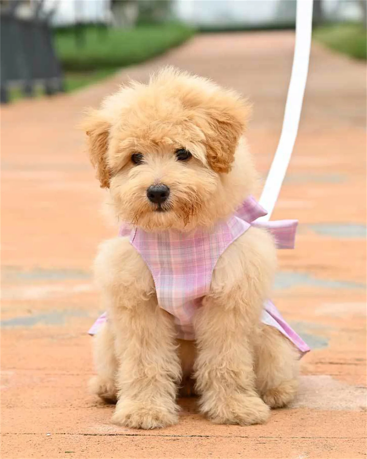

Bow Dog Collar Skirt Cute Pet Harness with Breast Strap Traction Rope Cat Dogs Clothes Harness Vest Princess Tutu Dress Skirt