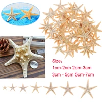 52550pcs mini starfish shell craft decoration natural sea stars diy beach cottage wedding decor sea shells party sea conch