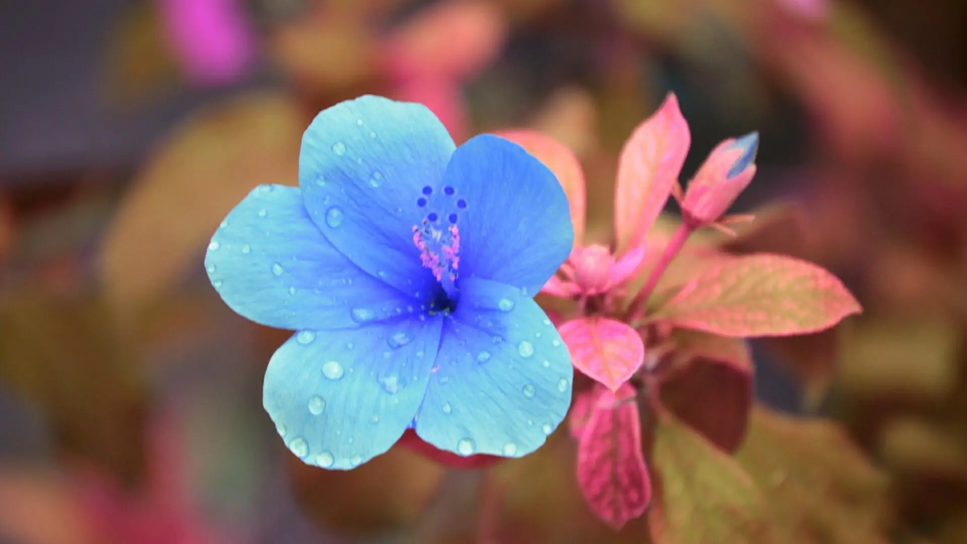 

Алмазная живопись, растение, синий цветок, 5d, мозаика «сделай сам», полностью квадратная, круглая, сверло, Алмаз Стразы, алмазная вышивка, кар...