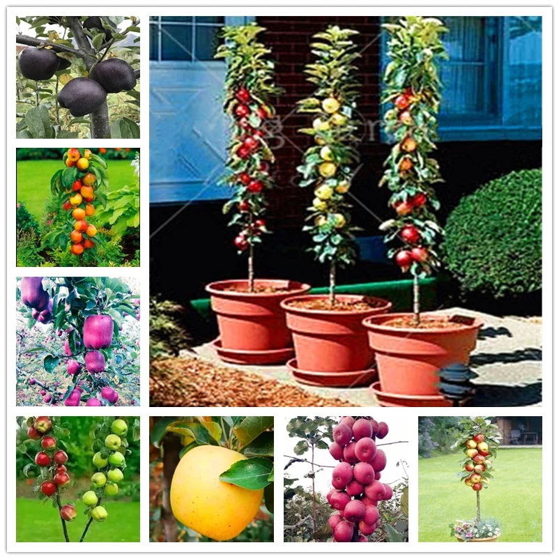 

30Pcs Sweet Apple Giganteum Aromatherapy Incense Fragrant Fruits Flowers Aroma Incense
