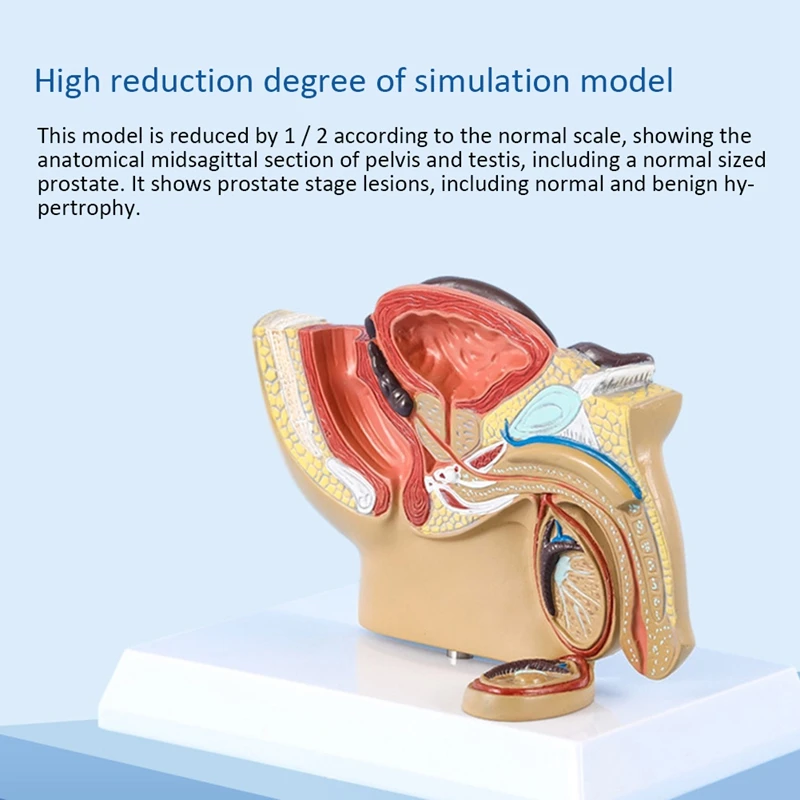 1:2 Мужской тазовой стрелец модель яичкового промежуточного пузыря простаты