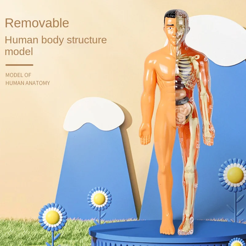 

3D модель человеческого тела, обучающая сборка, Обучающие игрушки «сделай сам», человеческий орган, Обучающие инструменты для раннего обучения, игрушка для детей