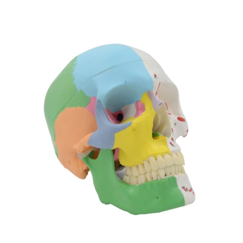 

K1AA Skull Spine Training Aid for Anatomy Class Includes Detailed Teaching Studying