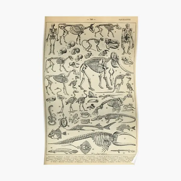 Фреска с рисунком, смешное украшение для стен в стиле модерн, Декор для дома, винтажная комната, картина без рамки