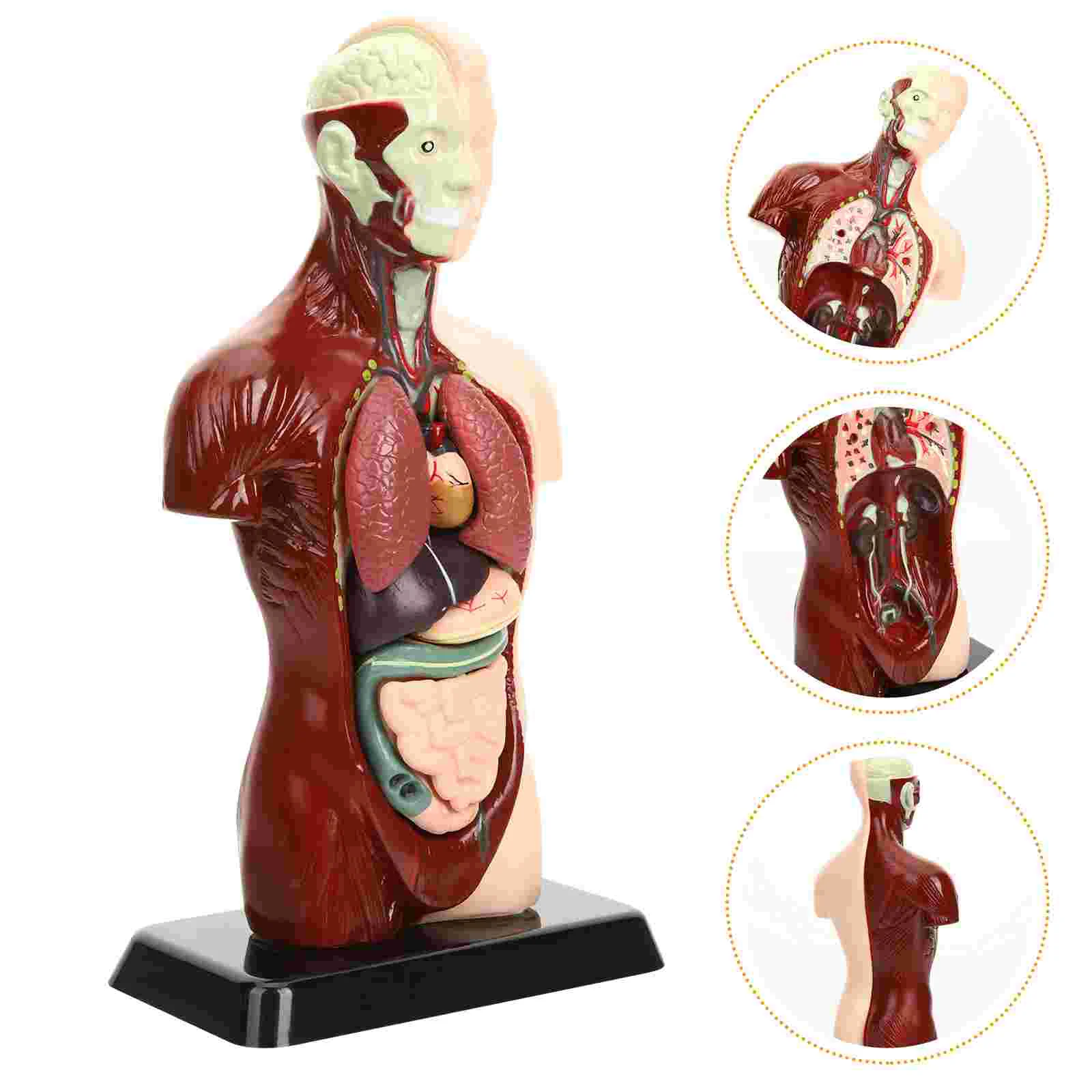 

Educational Organs Puzzle Toy Body Organs Awareness Teaching Tool DIY Toy