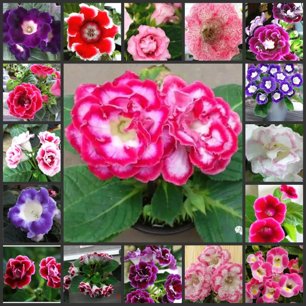 

50PCS " Sinningia speciosa " ( Dayantong )