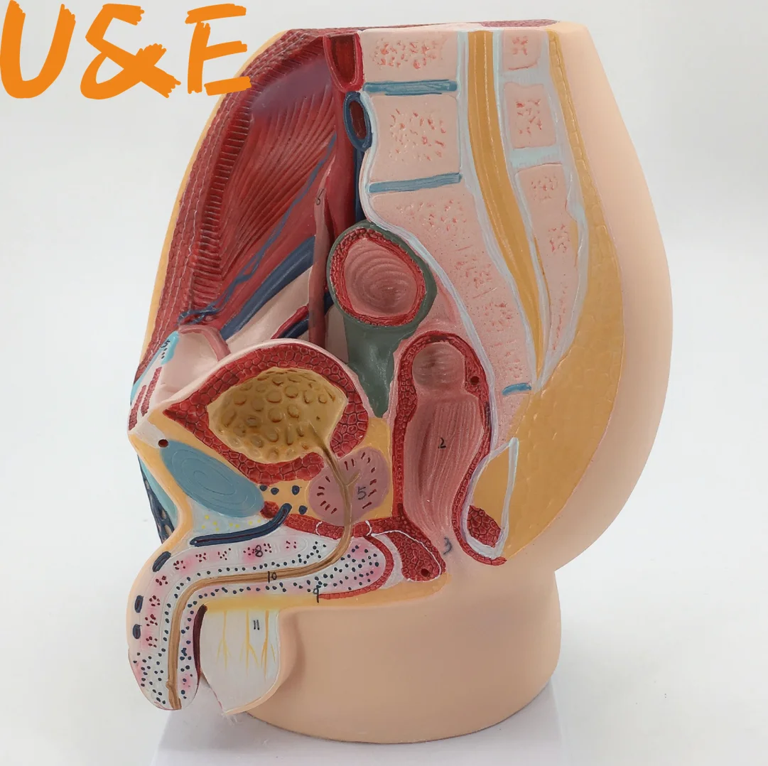 

medical science female vagina anatomical model Lifesize Median Sagittal Section Human Female Pelvic Cavity Structure Model