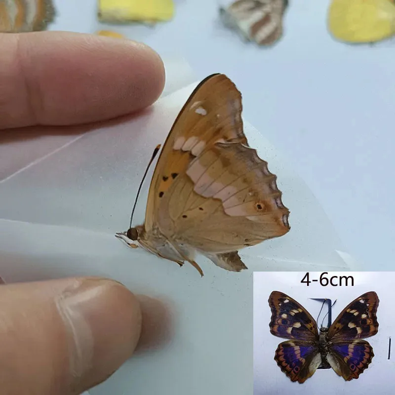 

Некрылая бабочка, органический материал