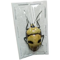 catacanthus nigripes metal faced stink bug is a collection of foreign insect specimens hemiptera handicrafts homedecore