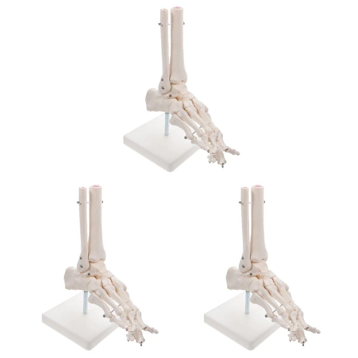 

3pcs Lifelike Foot Joint Anatomical Model Skeleton Ankle Joint Model without Ligament