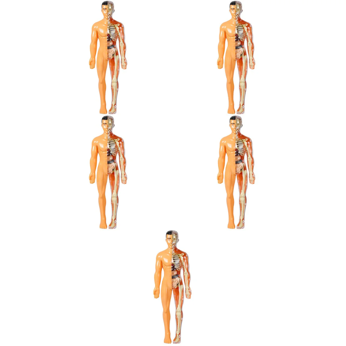 

5pcs Human Body Model Children Toy Internal Organs Assembly Model for Teaching Use