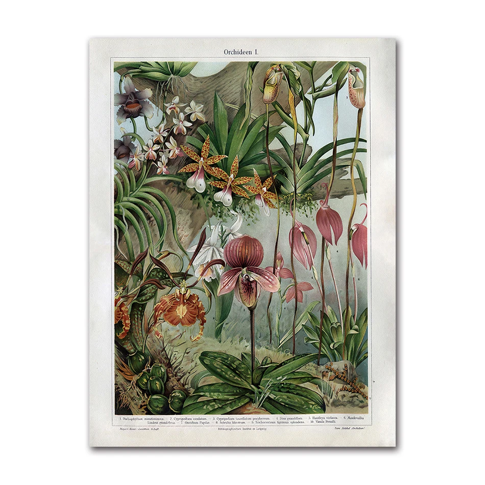 

Художественный принт Орхидеи Уильям Моррис AliPaint