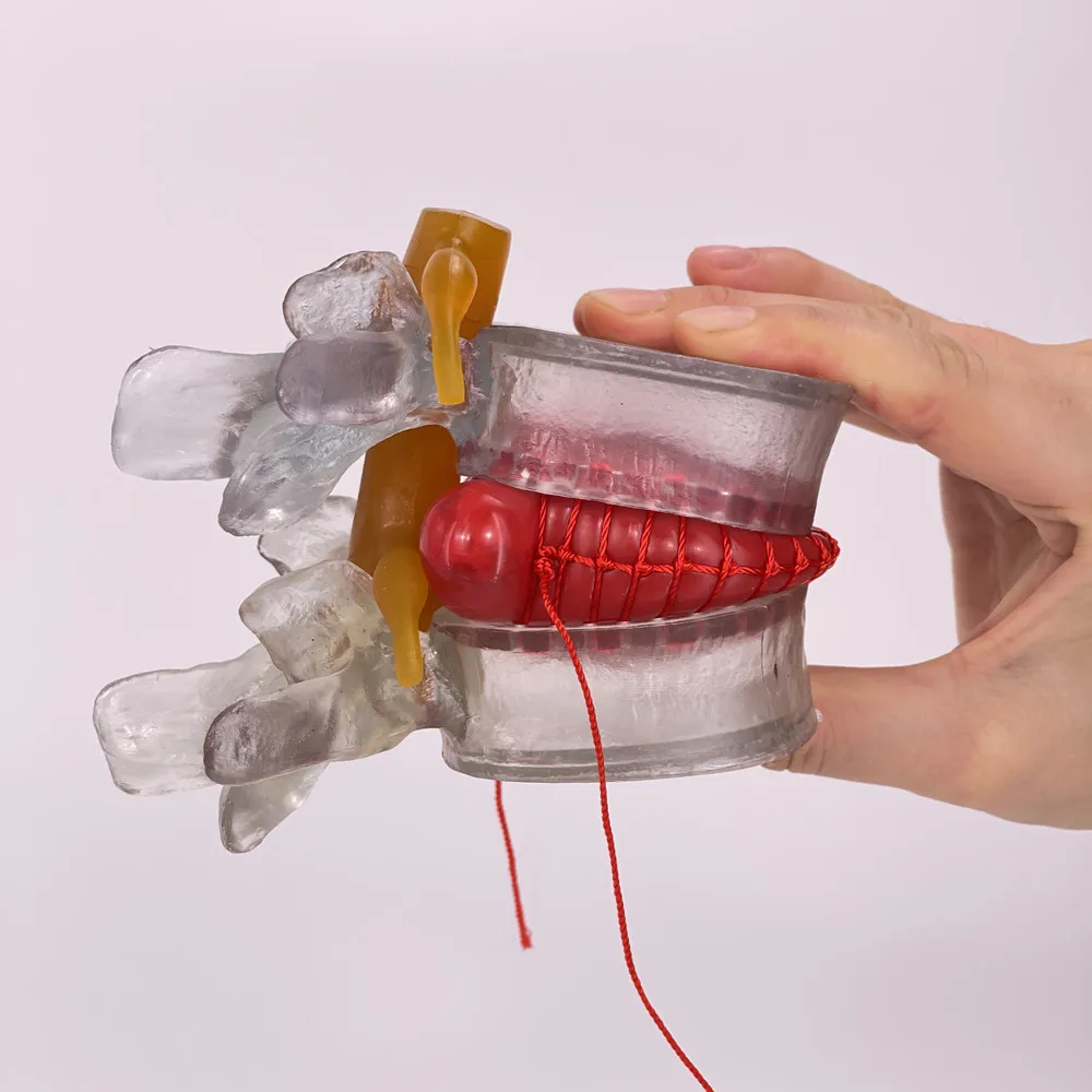 

Демонстрационная модель позвоночника ciiizaoo 304