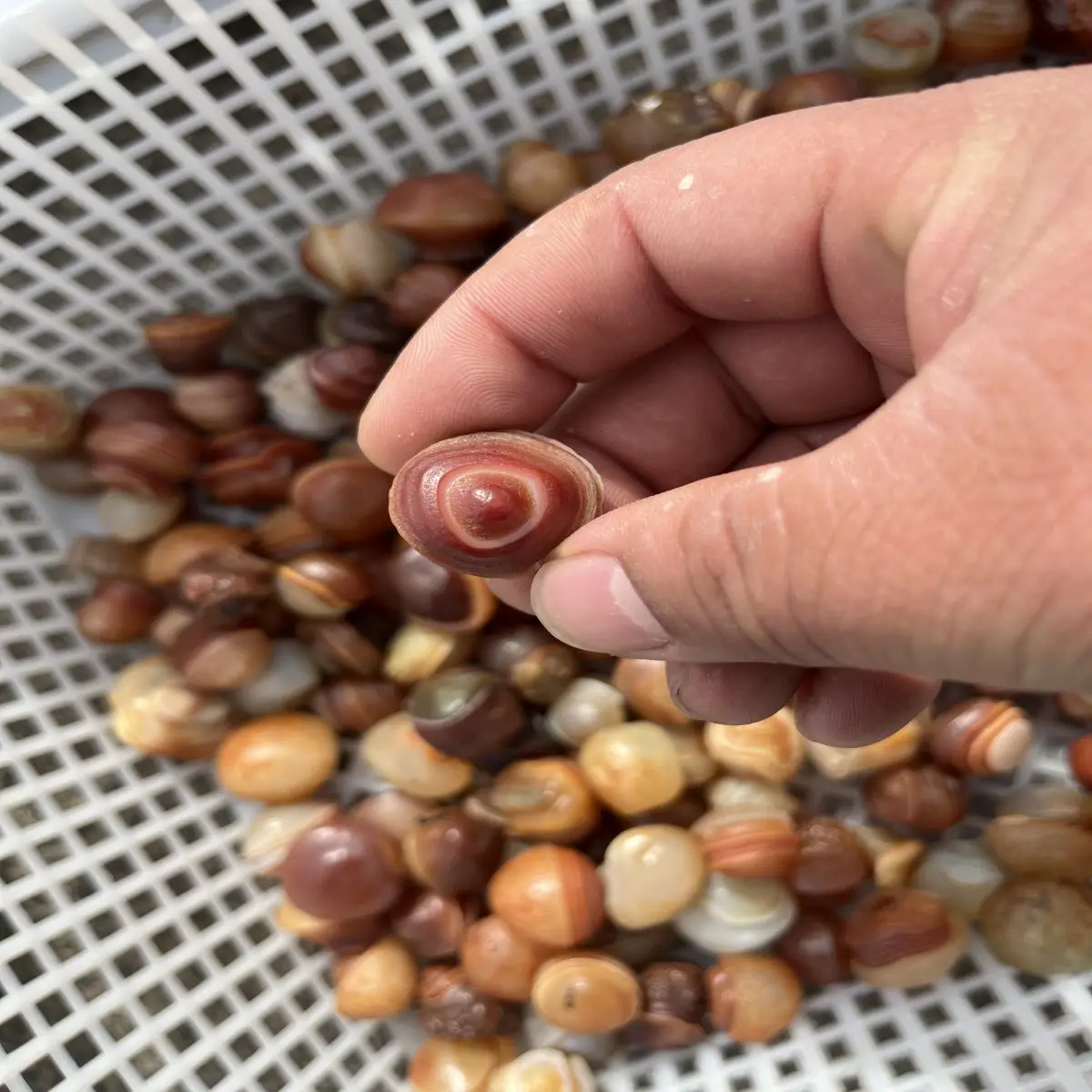 Natural Crystal Original Stone Desert Gobi Spiral Agate Grain Clear Play Collection Decorative High