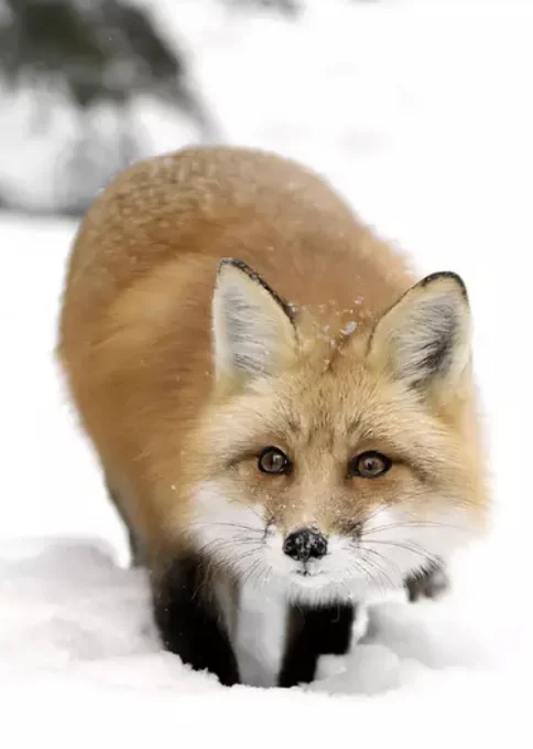 

Картина на холсте "Зима Снежный лес" YIKES