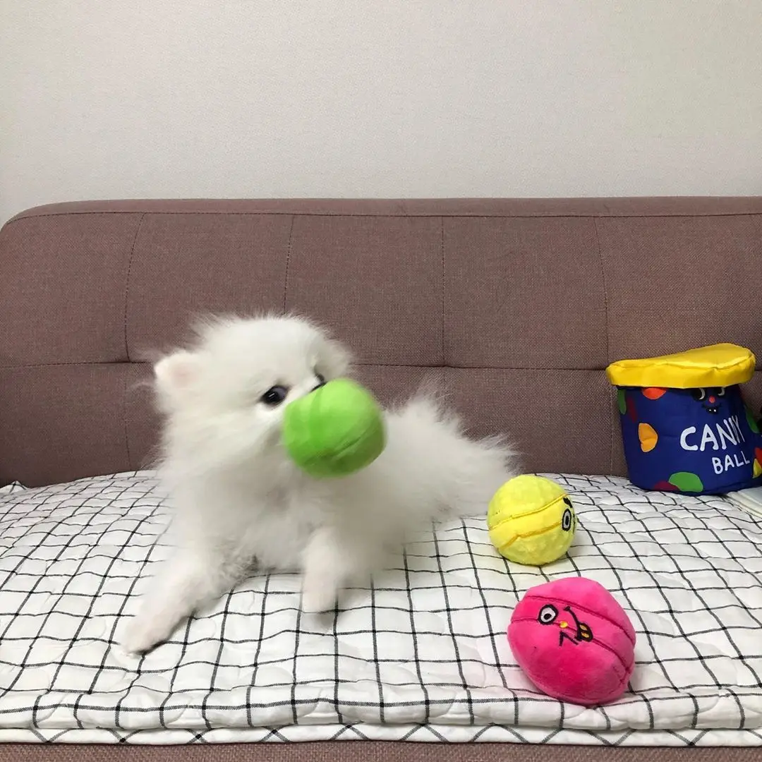 

2022 Ins Hot Korea Candy Ball Dog Plush Toy Plush Ball Dog Toy With Funny Sound Omurice Cat Puppy Chew Interactive Toys