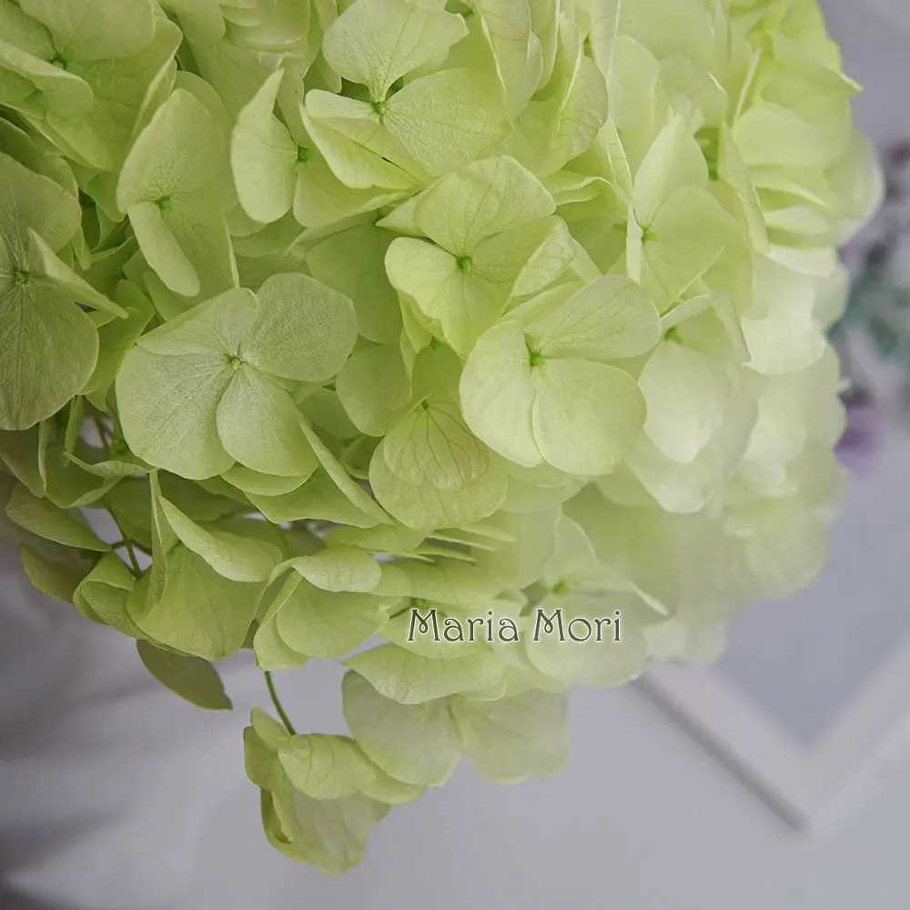 

Консервированная гортензия Полиуретан