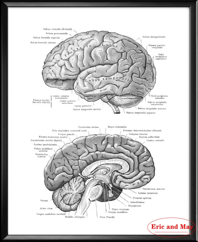 

Анатомический мозг Декоративные плакаты, искусство, античная анатомия, печать, кардиолог, врач, Декор, клиника, настенная Картина на холсте