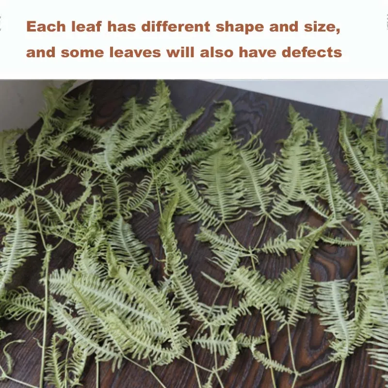 10 шт./около 30*40 см Osmunda Japonica различных форм и размеров |