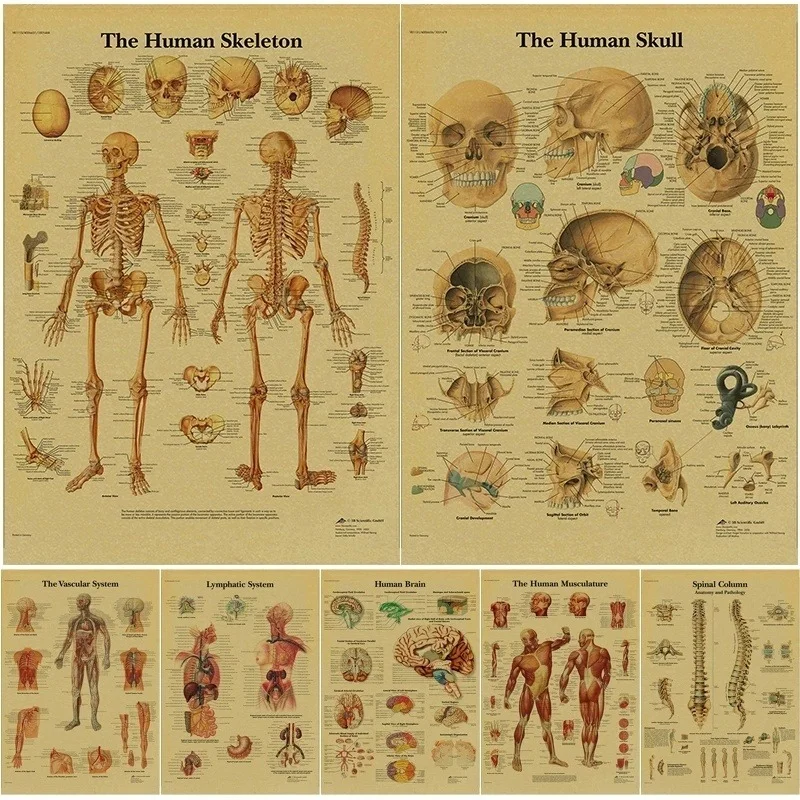 

Retro Kraft Paper Poster Anatomy Physiology Human Body Structure Poster Skeleton Sticker Retro Room Medical Art Wall Painting