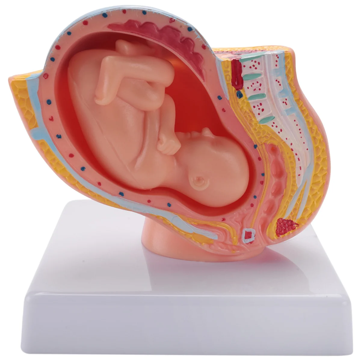 

Human Pregnancy Fetal Development 9Th Month Embryonic Pelvic Model Fetus Foetus Pregnancy Anatomy of the Placenta Model
