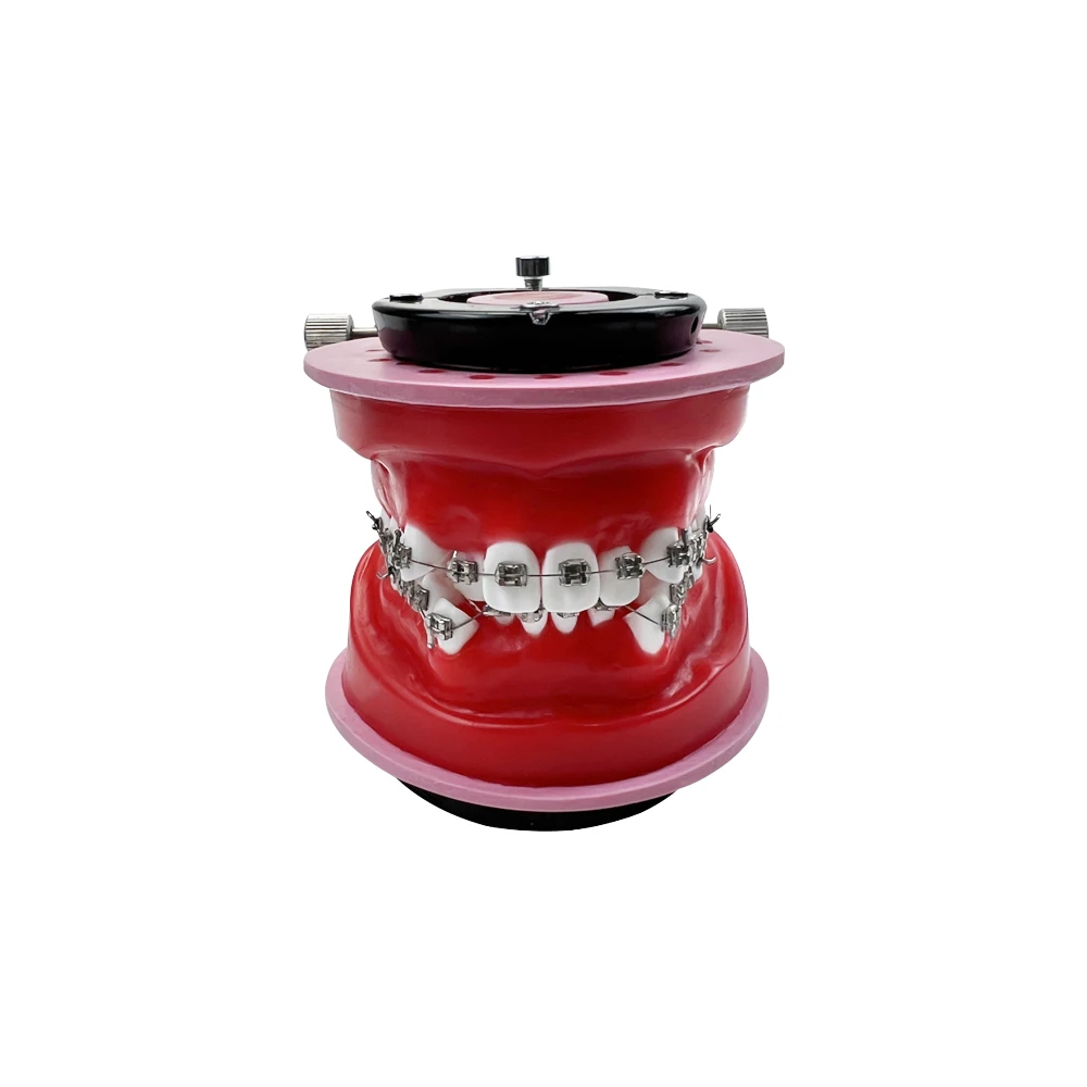 Ортодонтическая обучающая модель для стоматологического техника тренировочное