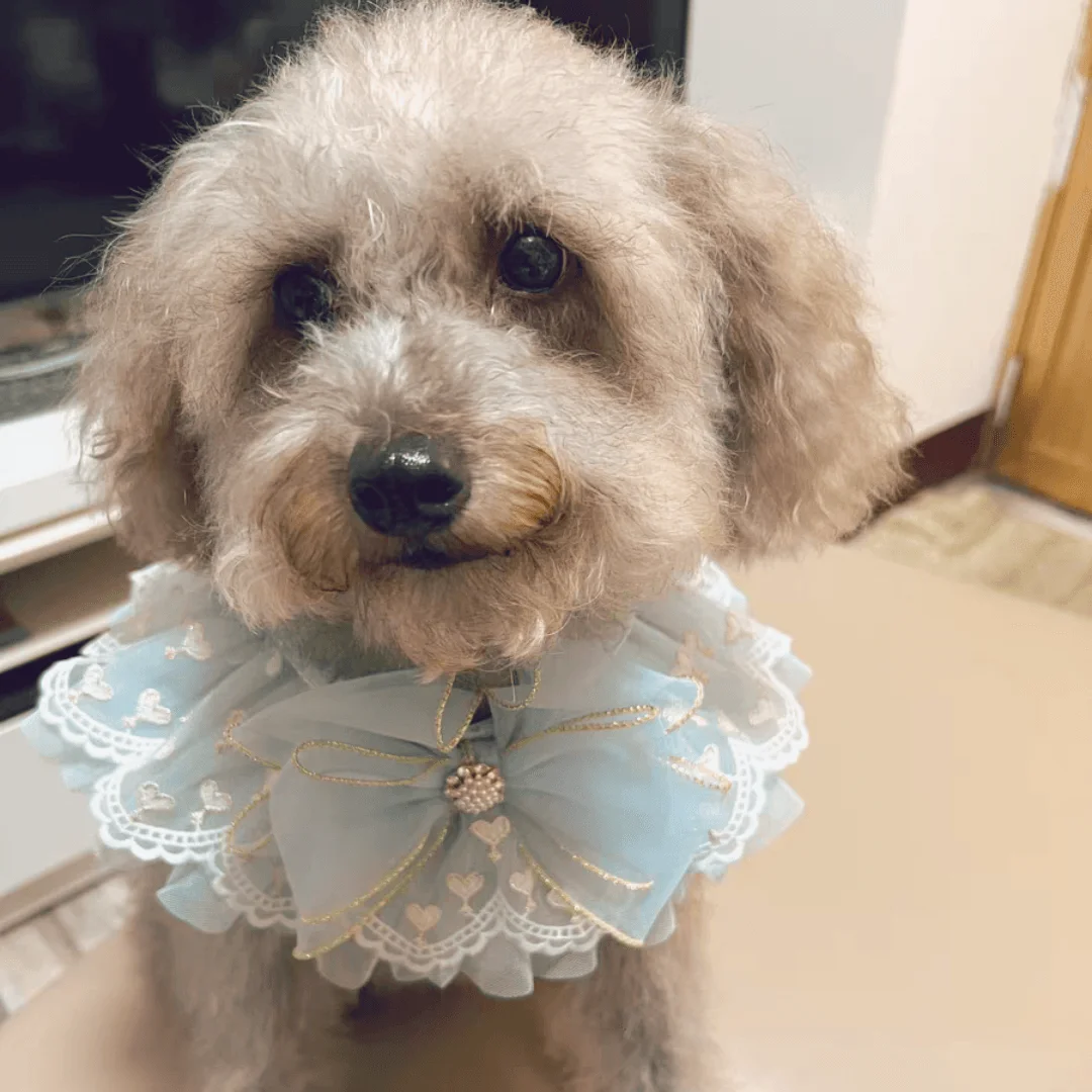 

Lace Cat Collar, High-End Fairy Dog Scarf, Cat Bow Bibs with Jewelry, Pet Sweet Accessories for Kitten, Puppy, Teddy, Chihuahua
