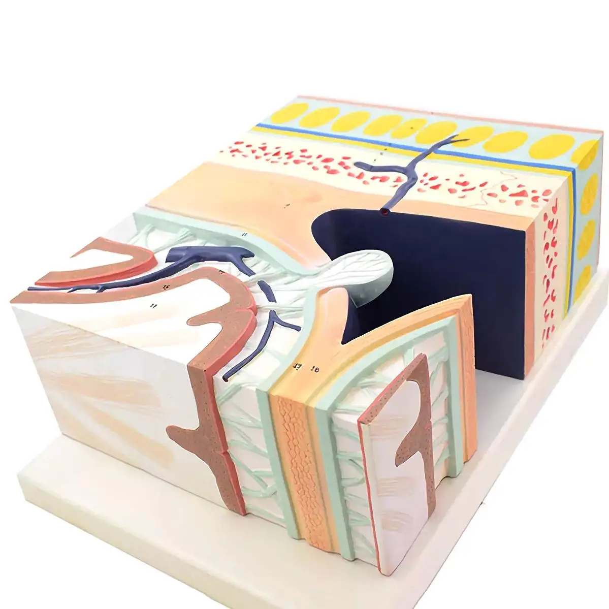 

Пятислойная модель головы человеческого черепа, медицинские Обучающие модели