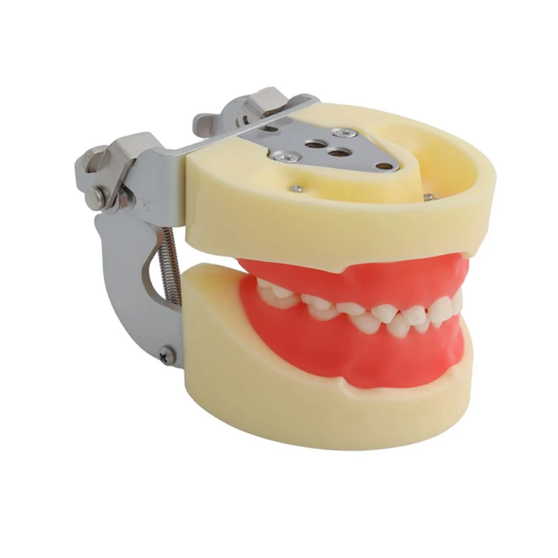 

1 pcs Dental Training Model Children Baby Teeth Model M7014/Standard Pediatric Practice Model Baby Tooth Typodont with Soft Gym