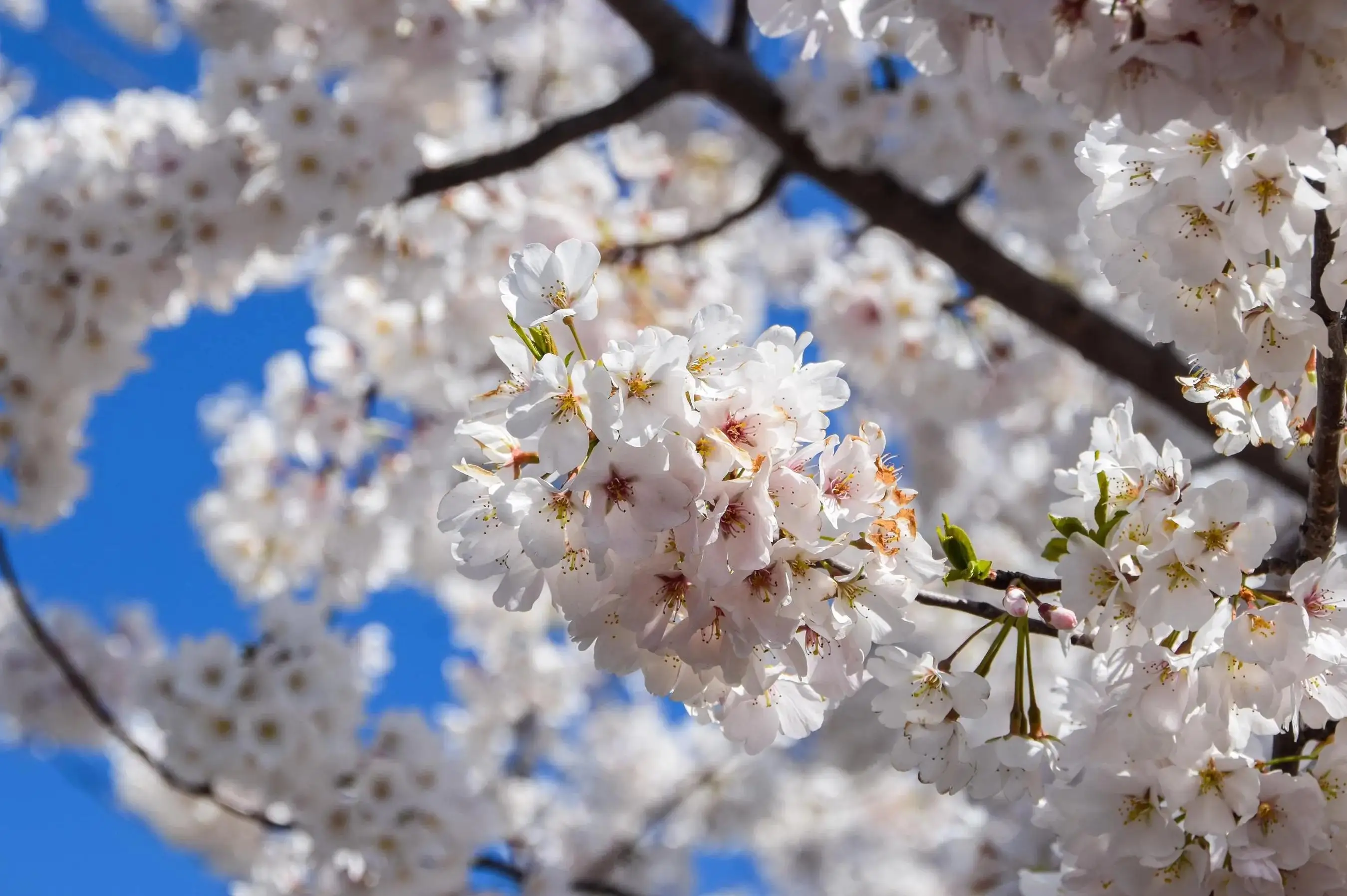 

Фотопечать на холсте Вишневые цветы