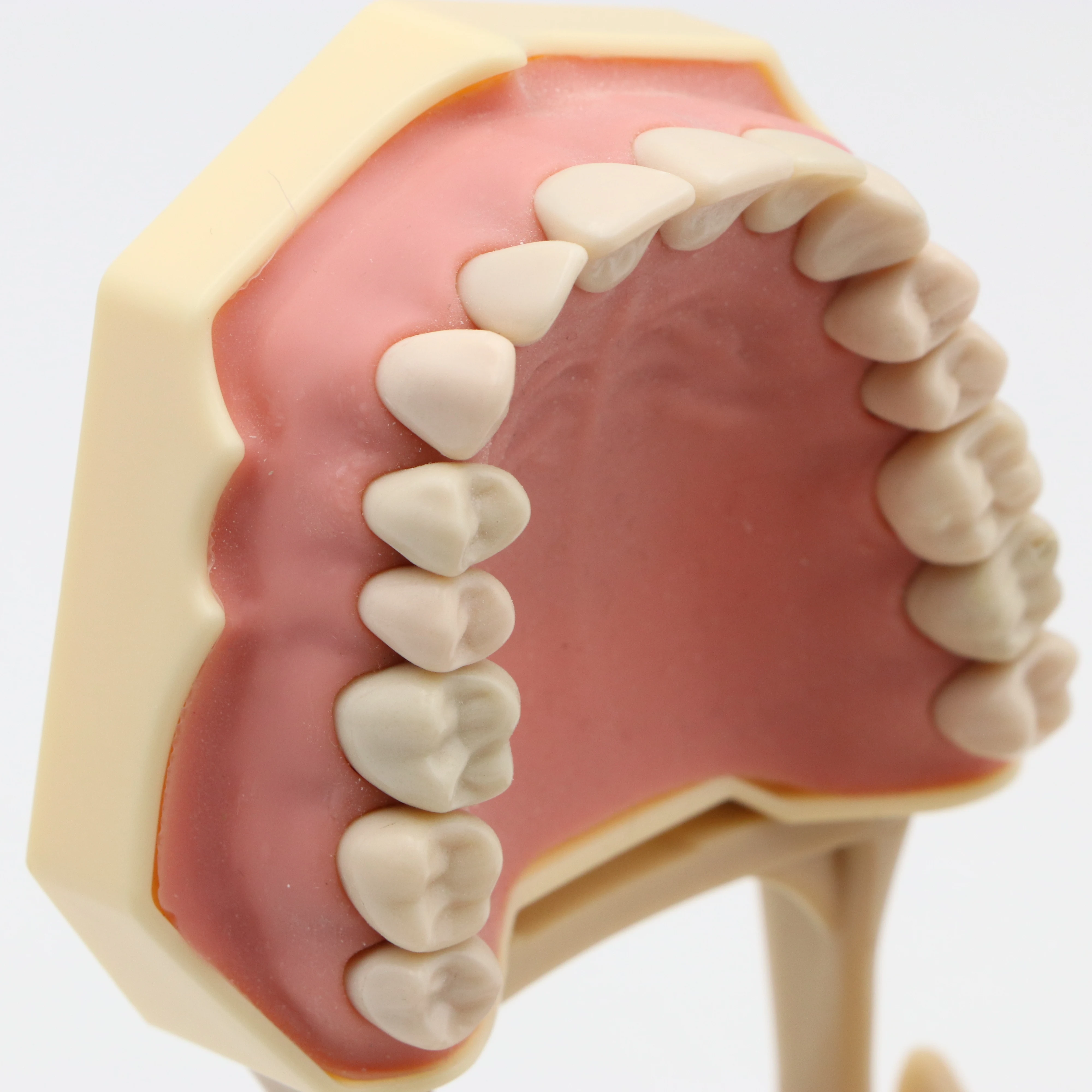Параметры 32 шт. зубных щеток и зубов Типа SF для обучения стоматологии