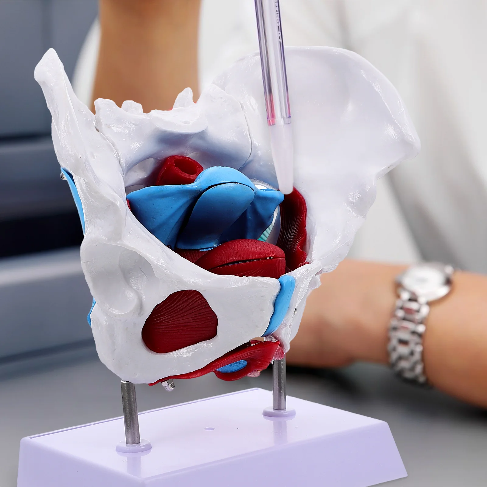 

Модель тазовой матки животного, пластиковая искусственная научная анатомия, мышцы пола из ПВХ