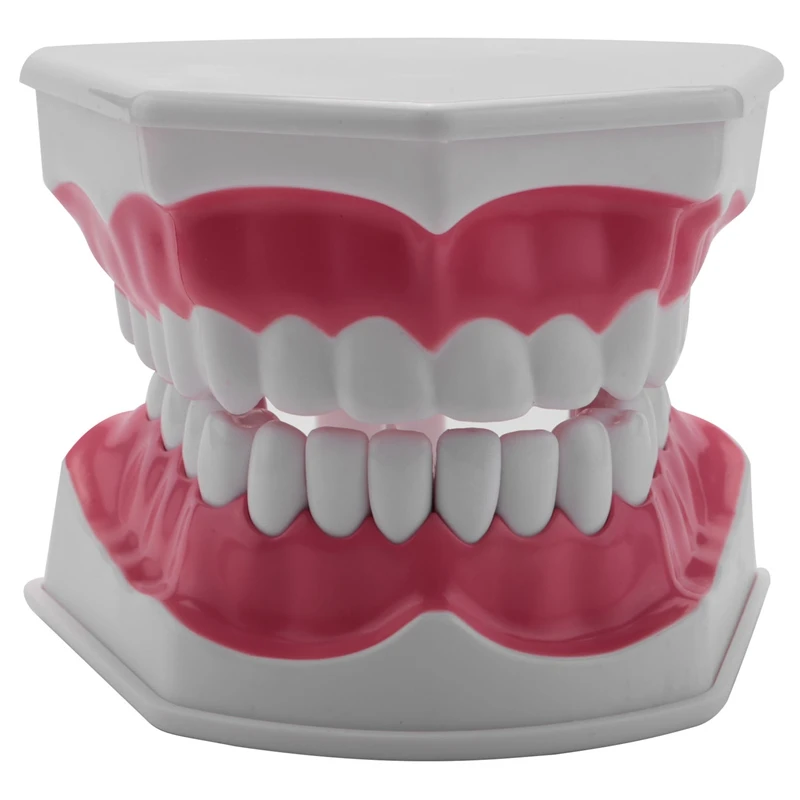

Модель зубной чистки зубов, зубная модель, типонты, гингива, видимая анатомическая демонстрация