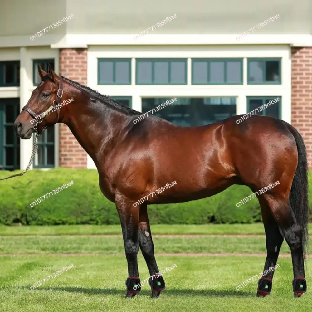 Большая фототерапия для домашних животных раньше инфракрасная подкова