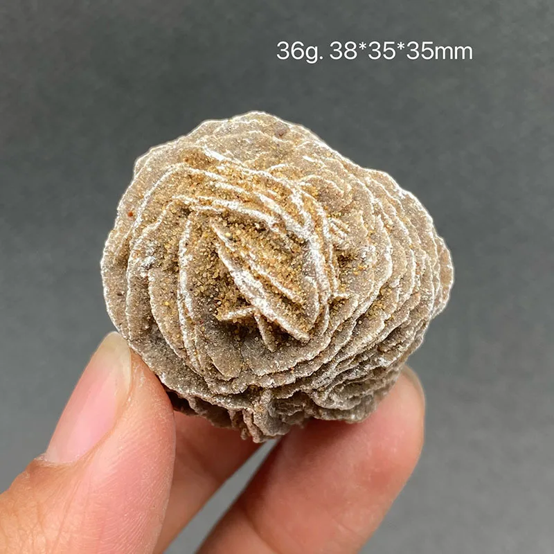 

Розеток пустыни WETFGTNM