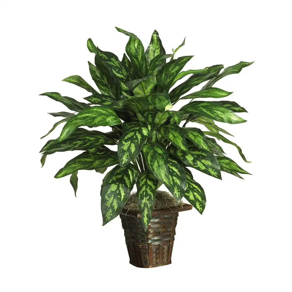 

Silver King with Basket Silk Plant Green