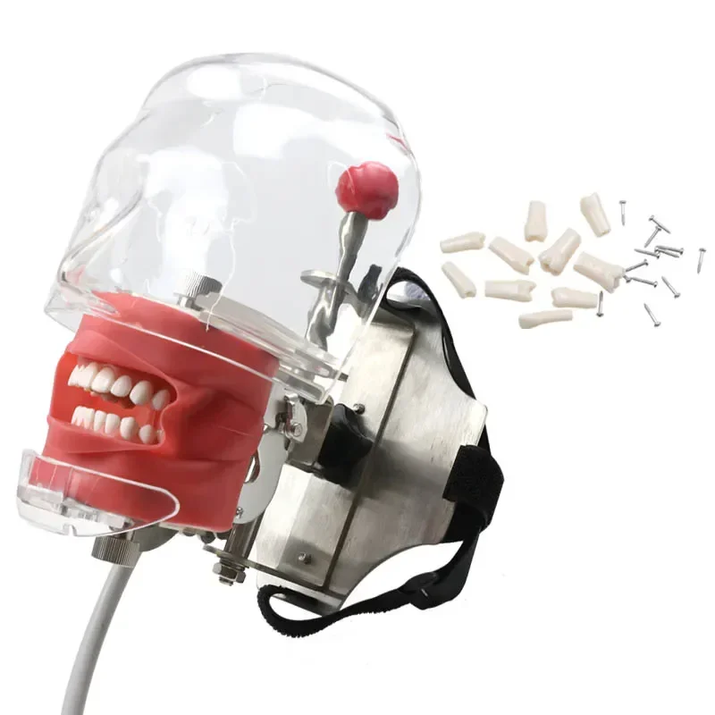 Зубы из смолы GREATLH Dental Model с новым стильным креплением для стоматологических