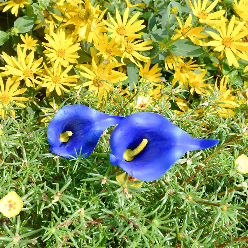 леаны для комнаты искуственные цветы Синяя Калла искусственные настоящие на