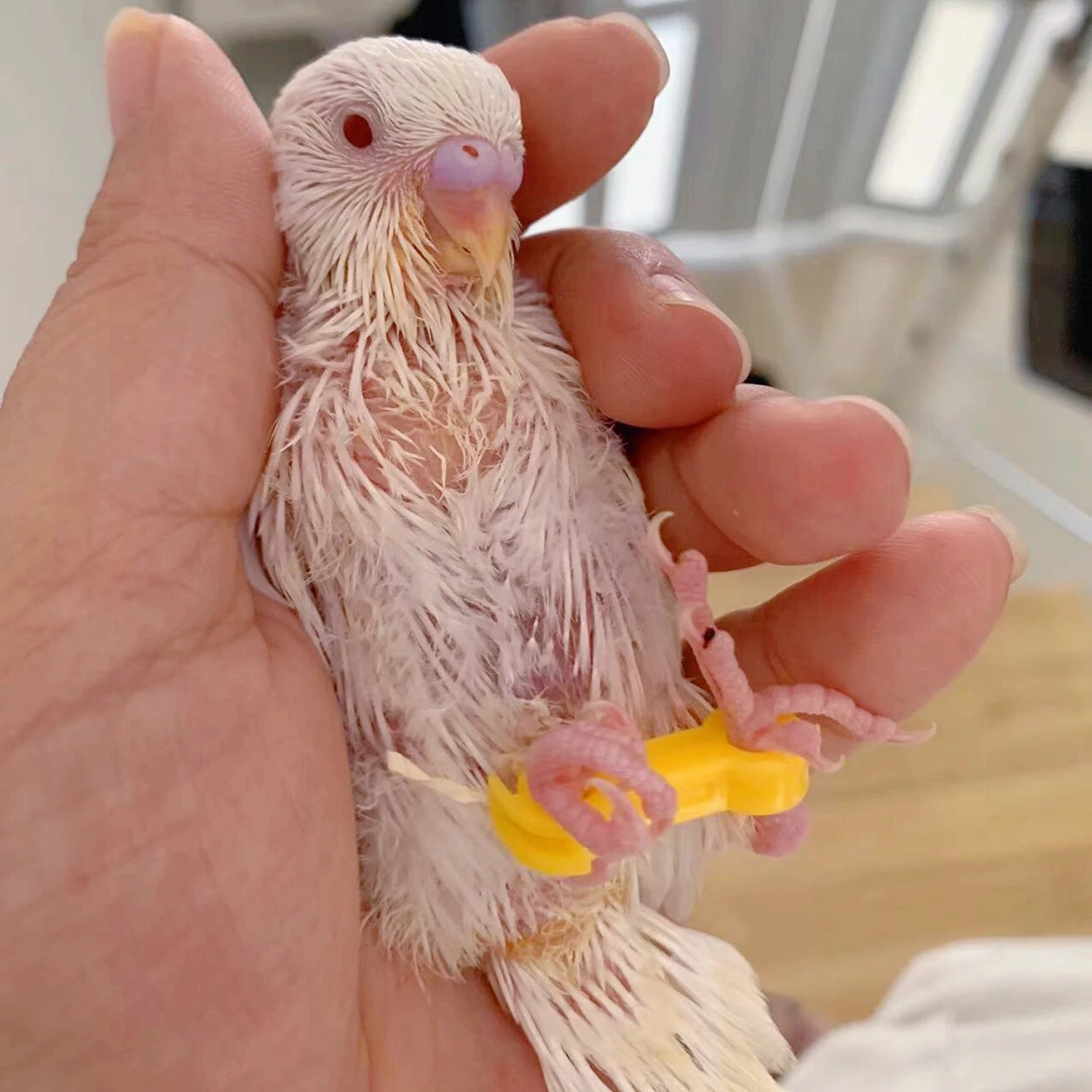 Фото 12 шт. 4/5/6 мм детский корректор для ног птиц Nestling ‌   Шина для ног Rutin Chicken Budgie Cockatiel Baby Bird, коррекция ног №2