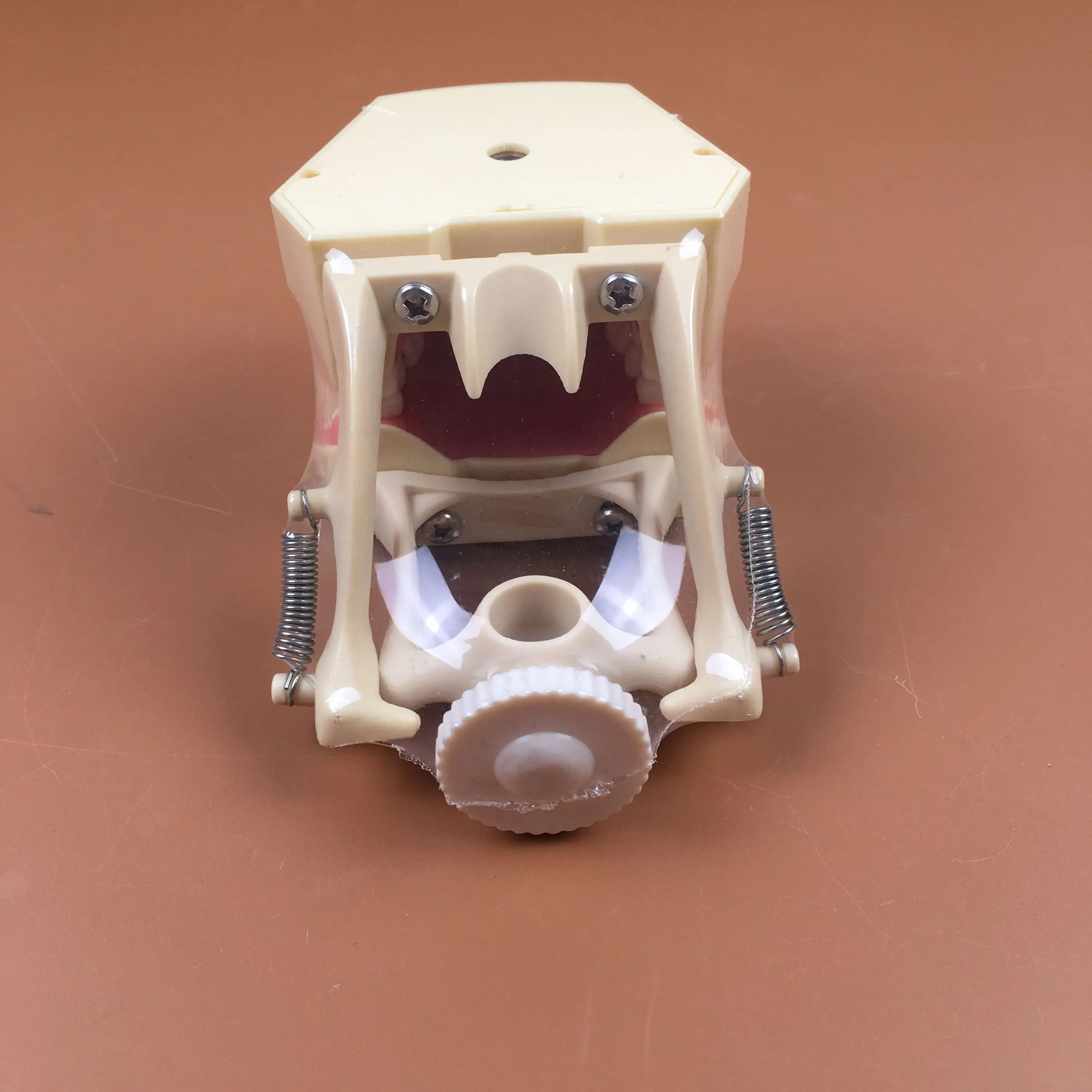 Параметры 32 шт. зубных щеток и зубов Типа SF для обучения стоматологии