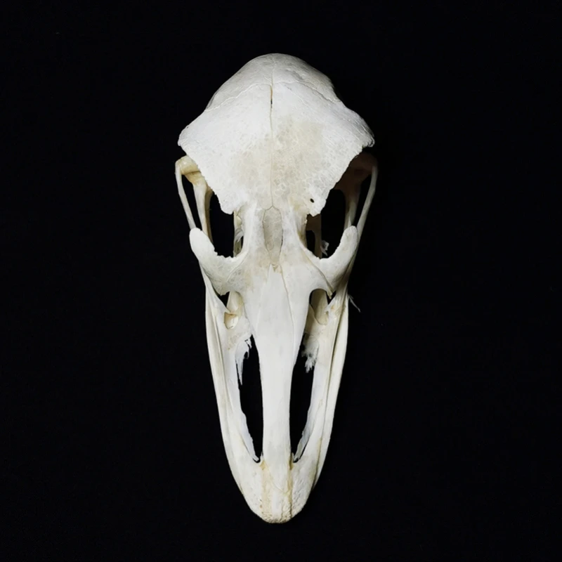 Taxidermy Real Ostrich Skull Decorations for Home Animal Skull Specimen Collectibles Study Special Gift Home Decor Craft