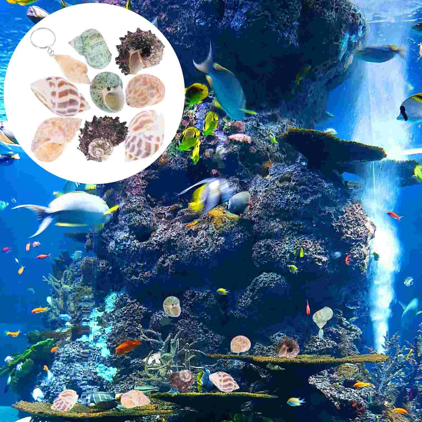 

Hermit Conch Crab Shellstank Natural Shell Aquarium Ocean Seashell Largeornament House Statues Decoration Collectors Decorative