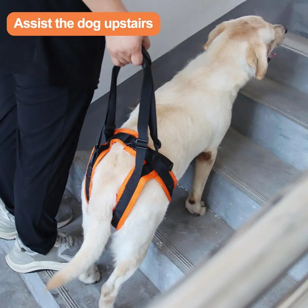

Outdoor Activity Dog Harness Adjustable Dog Sling Supportive Leg Belt for Elderly Arthritic Dogs Dog Hind Leg Support Belt